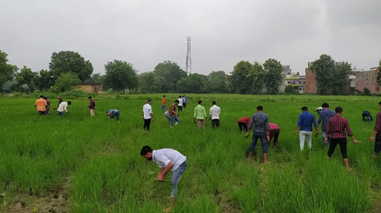 A group of agriculture students doing practical fieldwork in a lush green paddy field as part of their college training program.