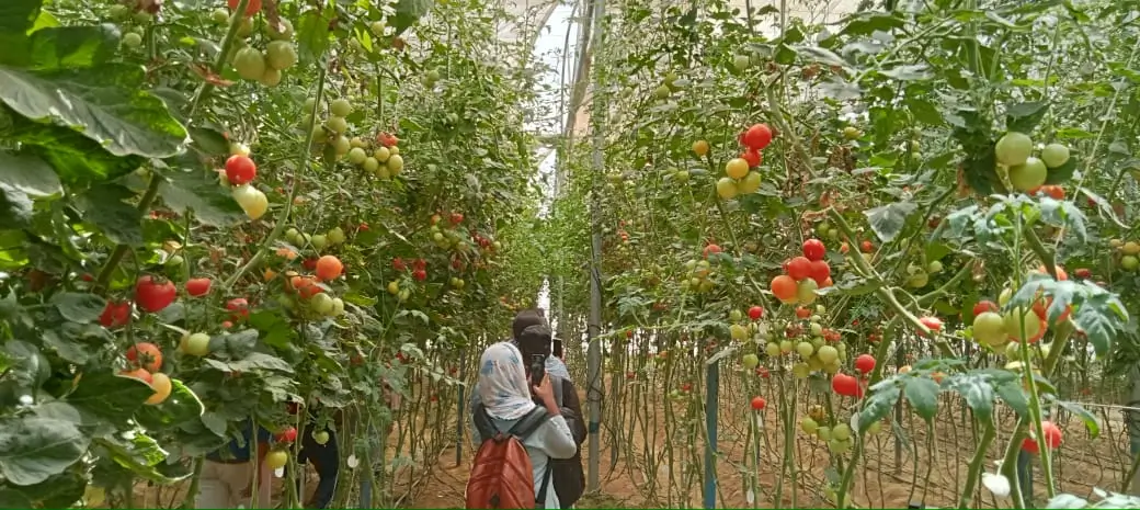 Climate-controlled polyhouse at ICAR–IIVR Varanasi showing tall tomato plants of Ramdhari NS4266 variety