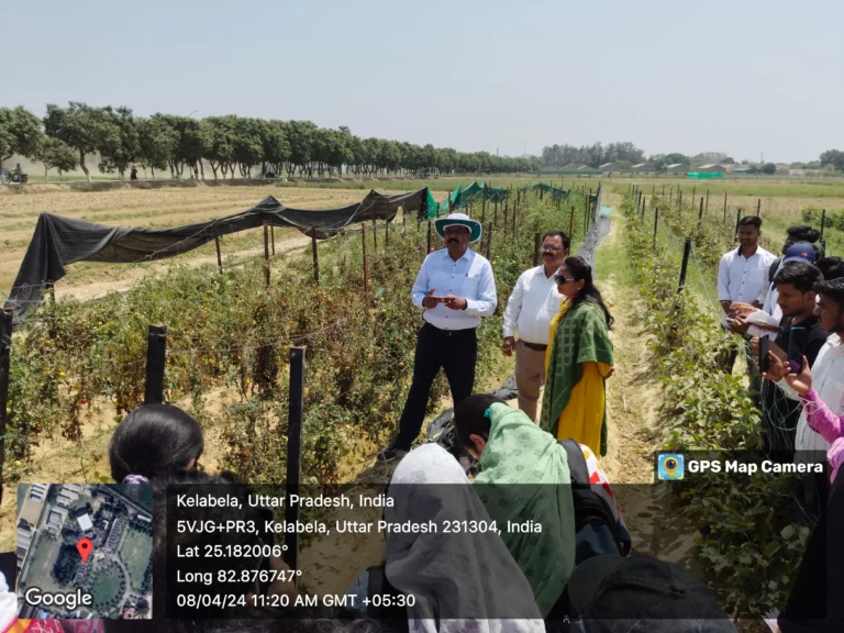 Students attending a live field demonstration by ICAR–IIVR scientists on tomato crop management at IIVR, Varanasi