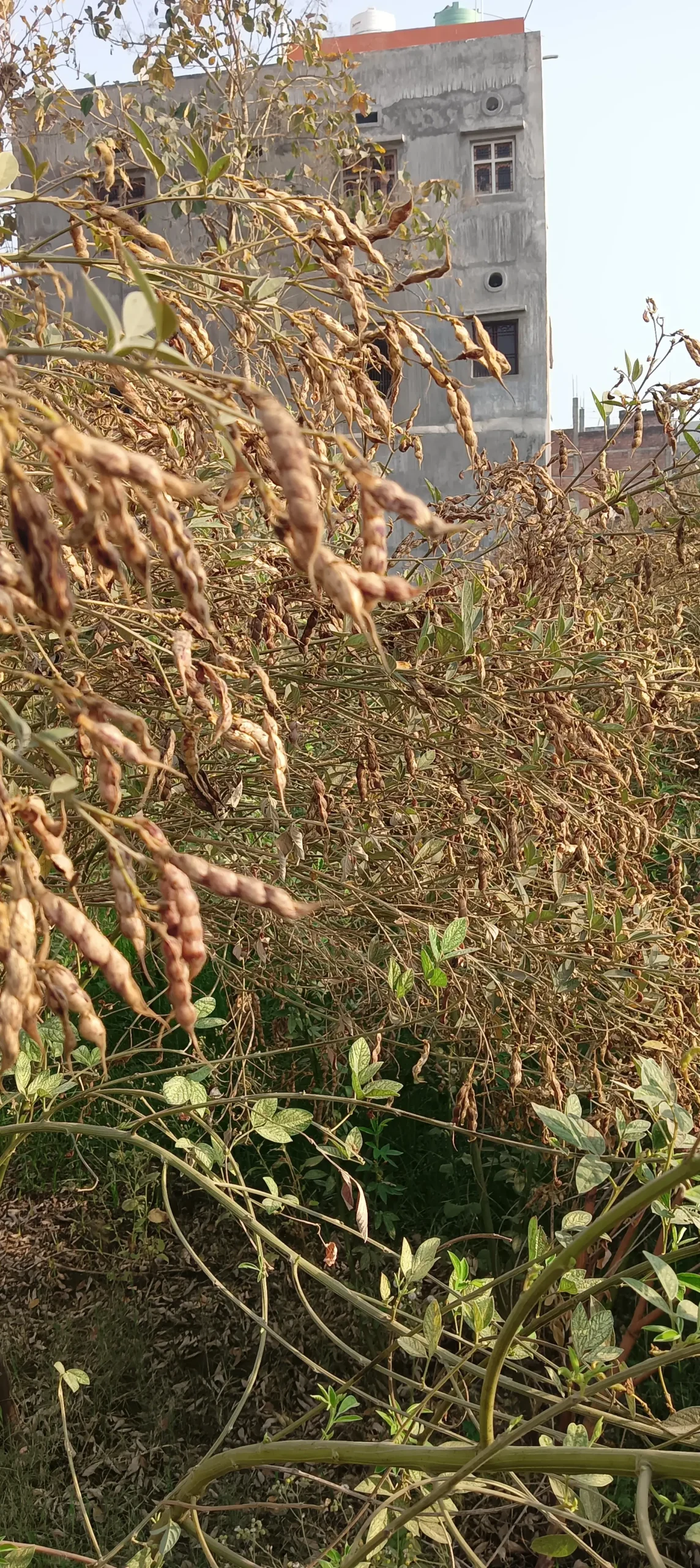 Close-up of farm soil and early crop growth during morning time in Indian agricultural field