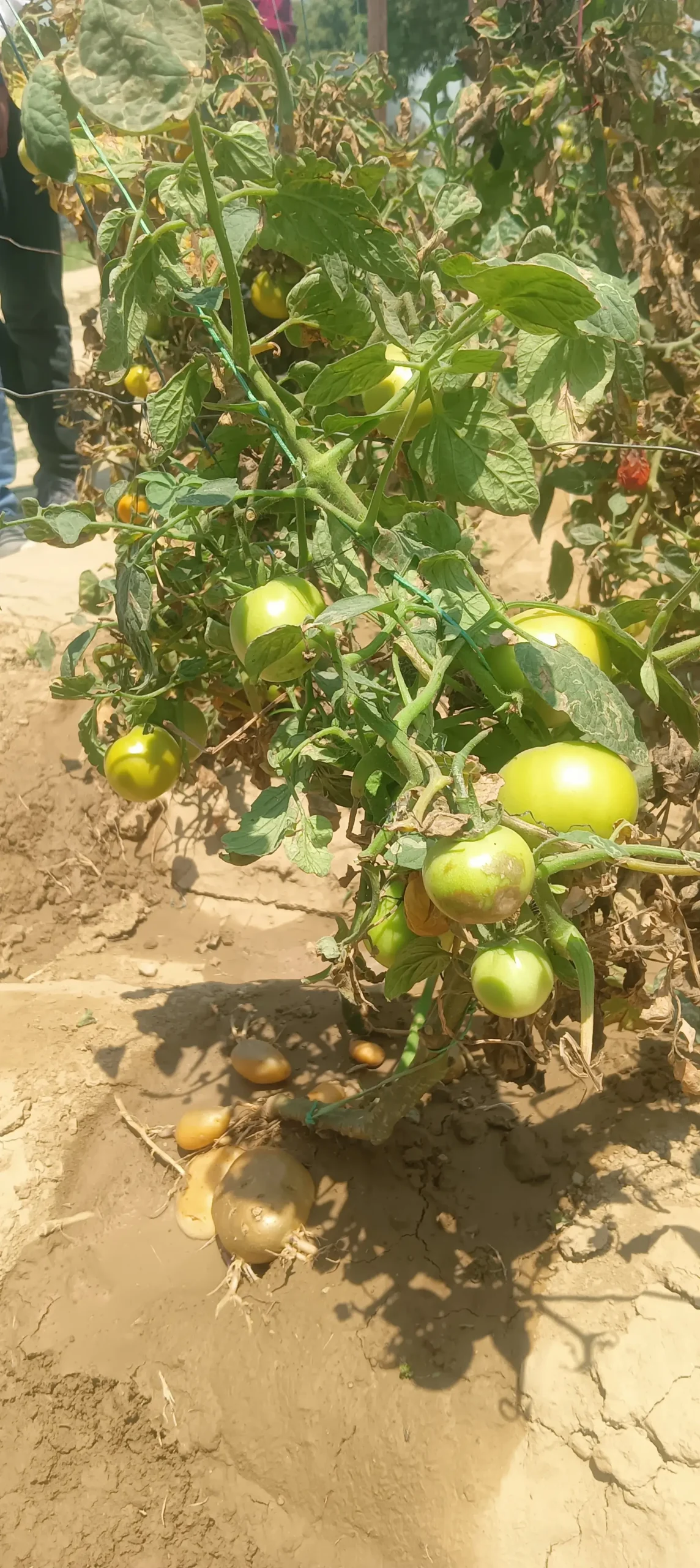 Pomato plant at ICAR–IIVR Varanasi showing tomatoes growing above ground and potatoes forming below