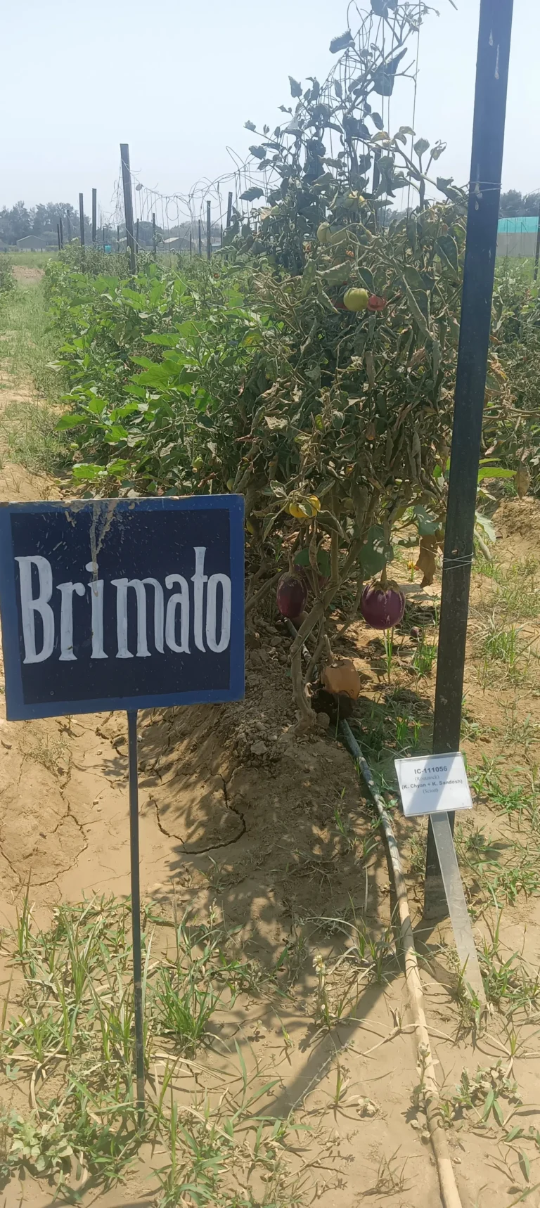 Brimato plant at IIVR Varanasi showing both brinjal and tomato fruits on a single plant with a brimato banner.