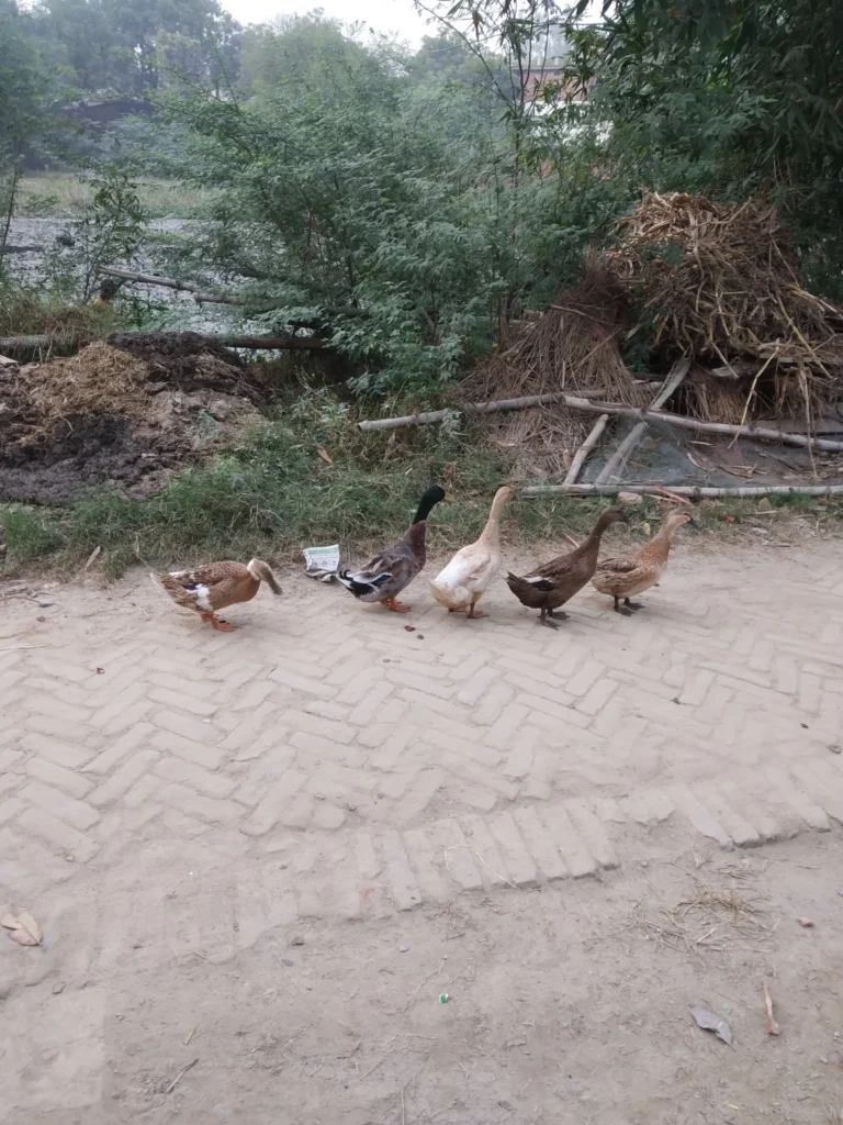 My journey: From Farming Fields to Digital Fields in 2025 14 A group of ducks walking on a rural mud path in Kavra Gahani, Uttar Pradesh, near a pond ecosystem used in integrated farming.
