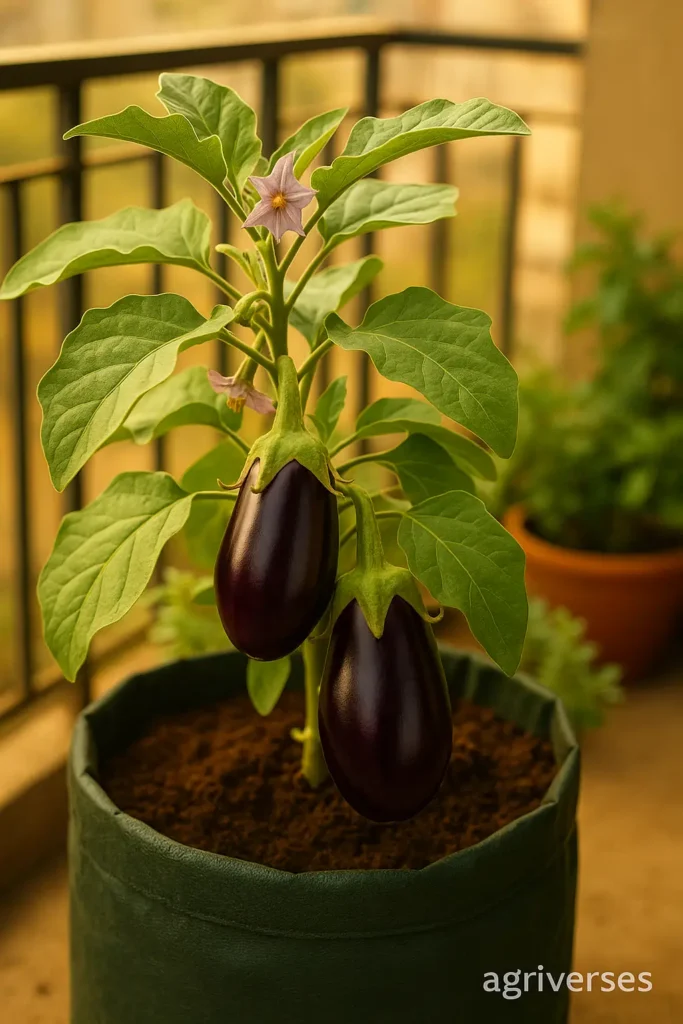Top 10 Organic Vegetables to Grow on a Balcony 3 A healthy brinjal plant with glossy purple vegetables growing in a pot on a sunny balcony.